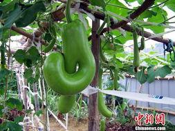 福建最新瓜爆料